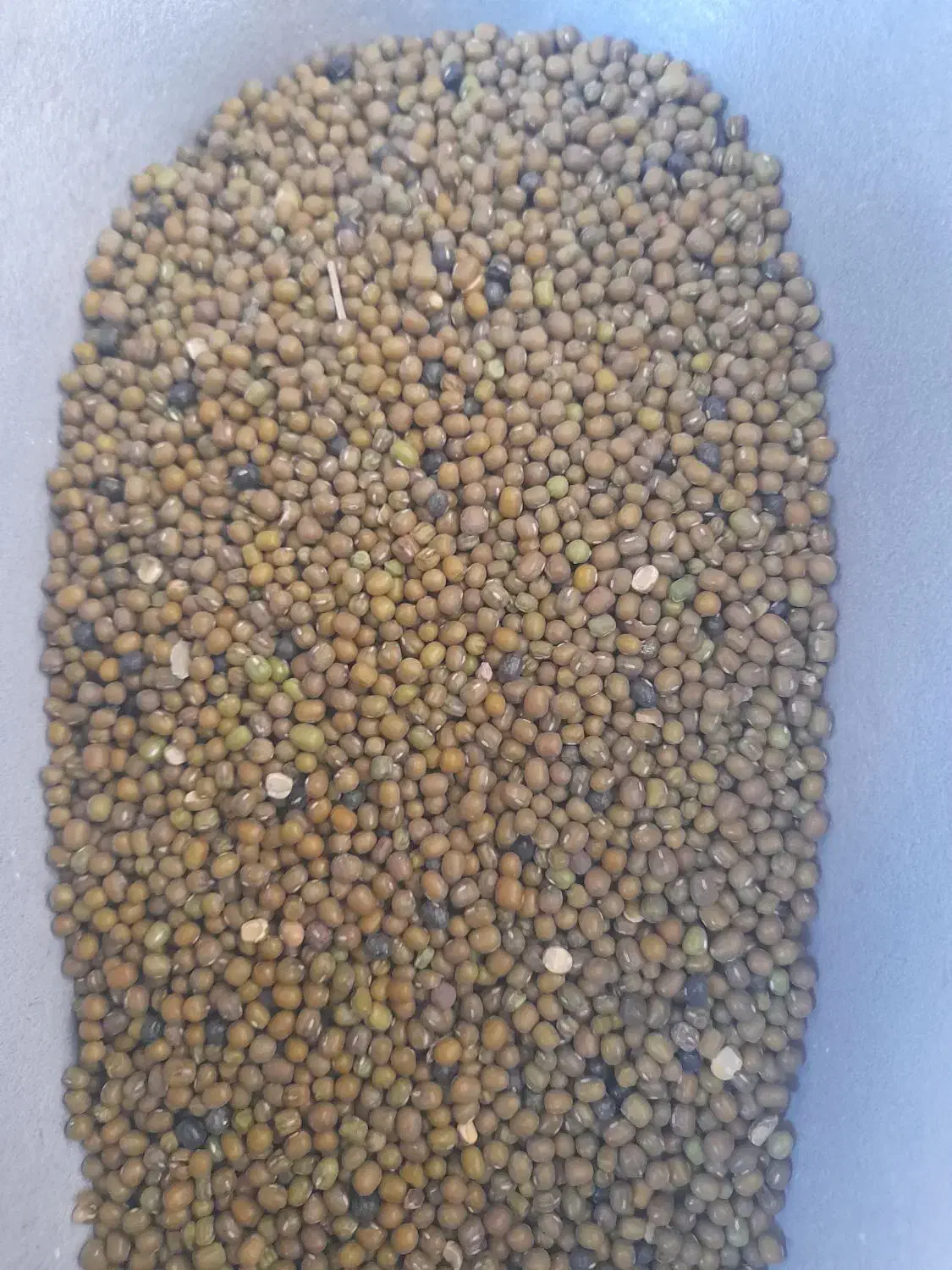 ماش ارتشی به شرط پخت|خوردنی و آشامیدنی|مبارکه, |دیوار