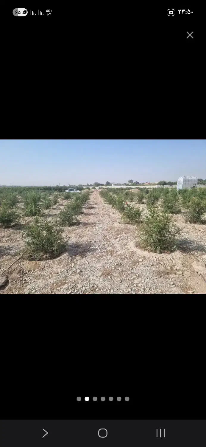 ۴۰۰ متر باغچه با ۱۵۰ عدد درخت انار|فروش زمین و ملک کلنگی|شریفآباد, |دیوار