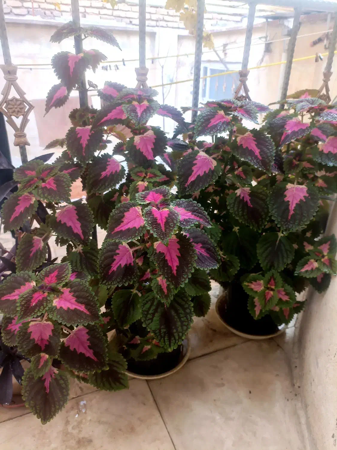 گل خانگی|گل و گیاه طبیعی|کرمانشاه, |دیوار