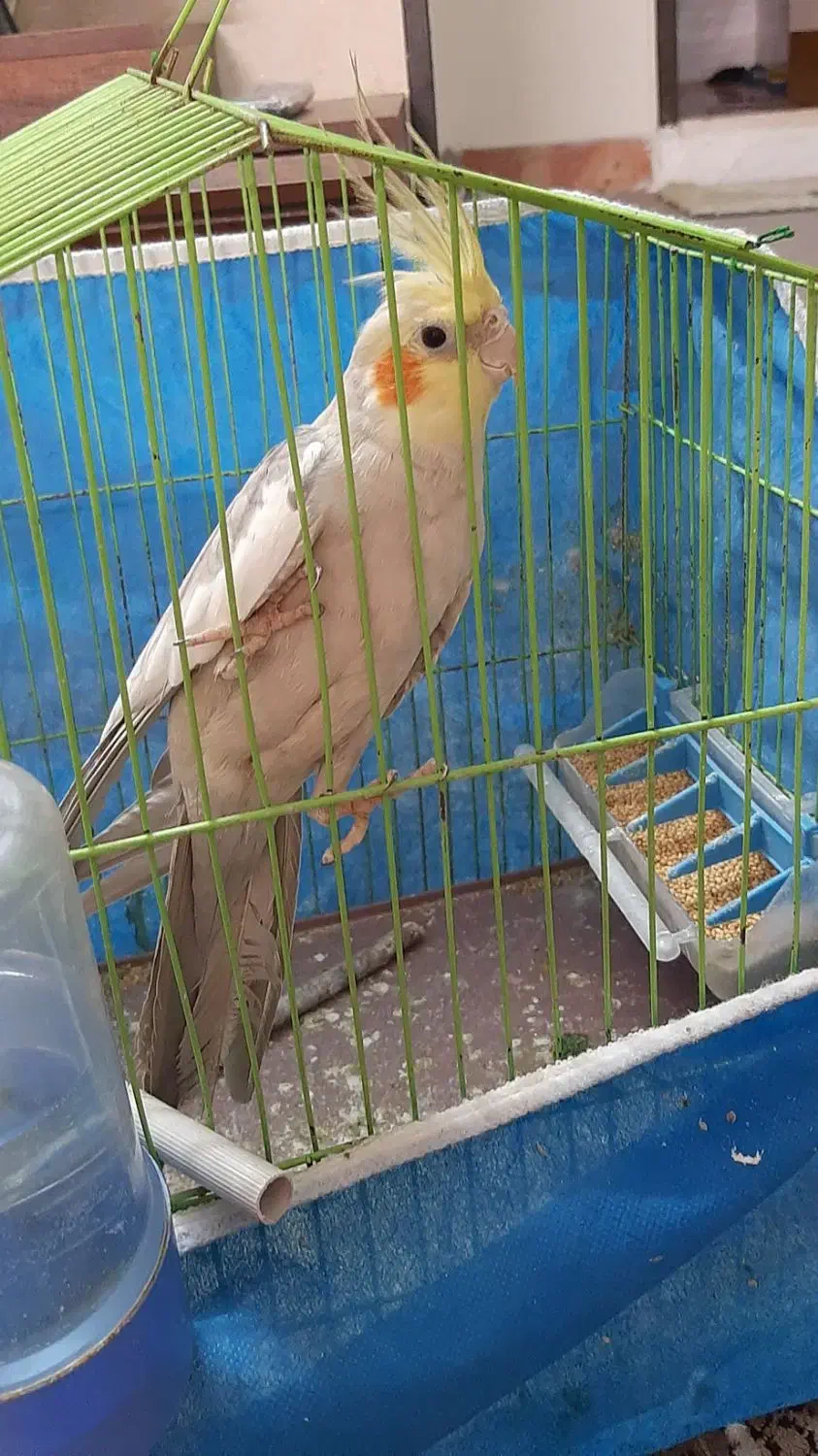 عروس هلندی نر|پرنده|شاهینشهر, عطار|دیوار