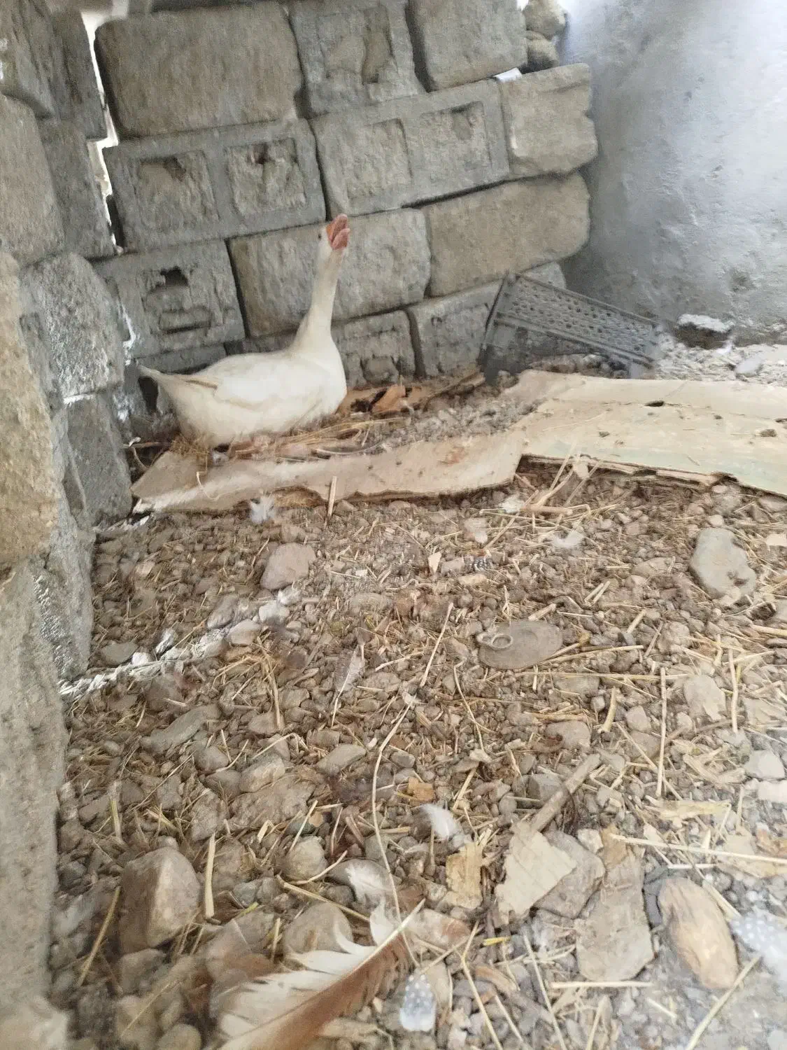 غاز|حیوانات مزرعه|رودان, |دیوار