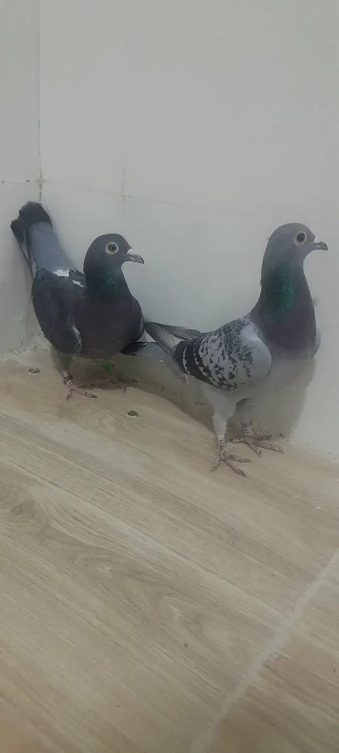 کبوتر|پرنده|شوشتر, |دیوار