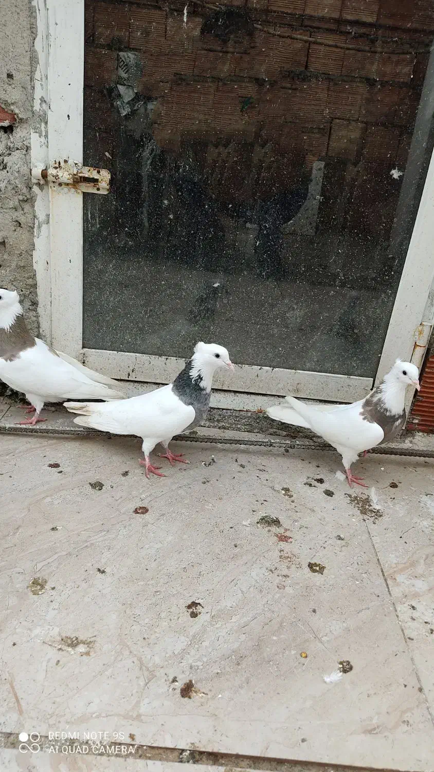 کبوتر طوقی|پرنده|مریوان, |دیوار