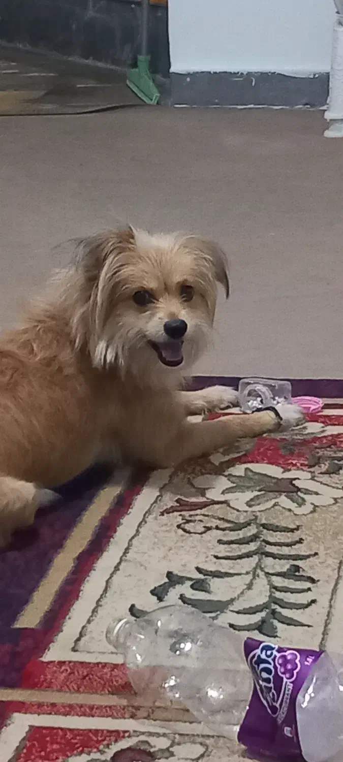 واگذاری سگ اشپیتز یک ساله|سگ|شیراز, پودنک|دیوار