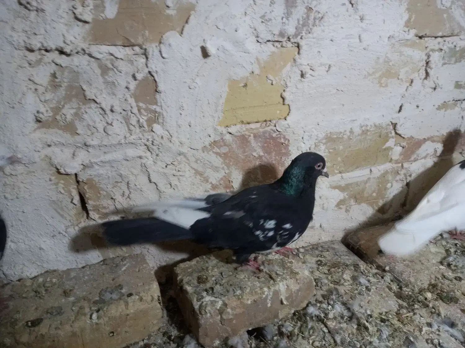 کفتر|پرنده|ضیاء آباد, |دیوار