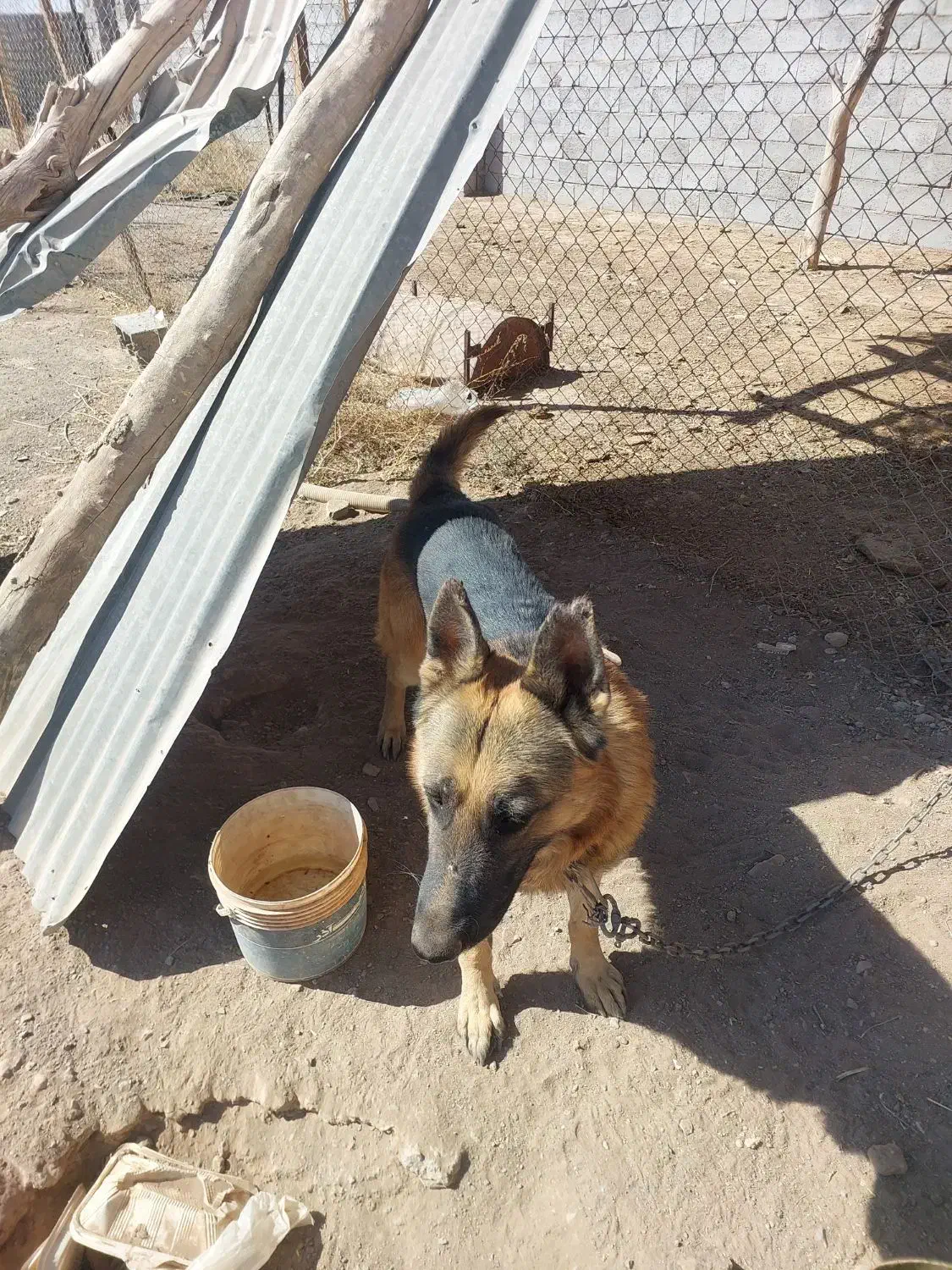 سگ ژرمن|سگ|شهر بابک, |دیوار