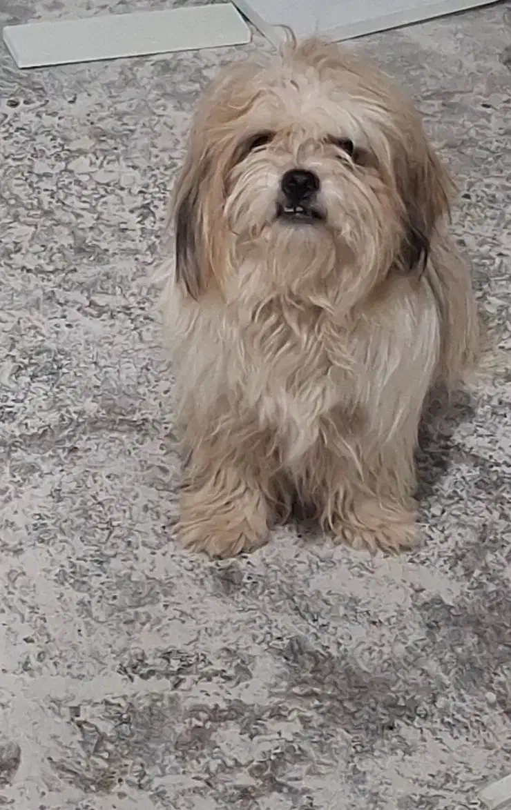 سگ شیتزو ماده|سگ|ری, ظهیرآباد|دیوار