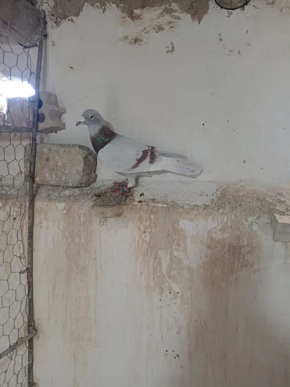 3تا نر|پرنده|فاروج, |دیوار