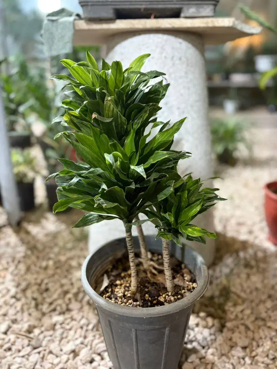 گلخانه شهر سبز|گل و گیاه طبیعی|کازرون, |دیوار