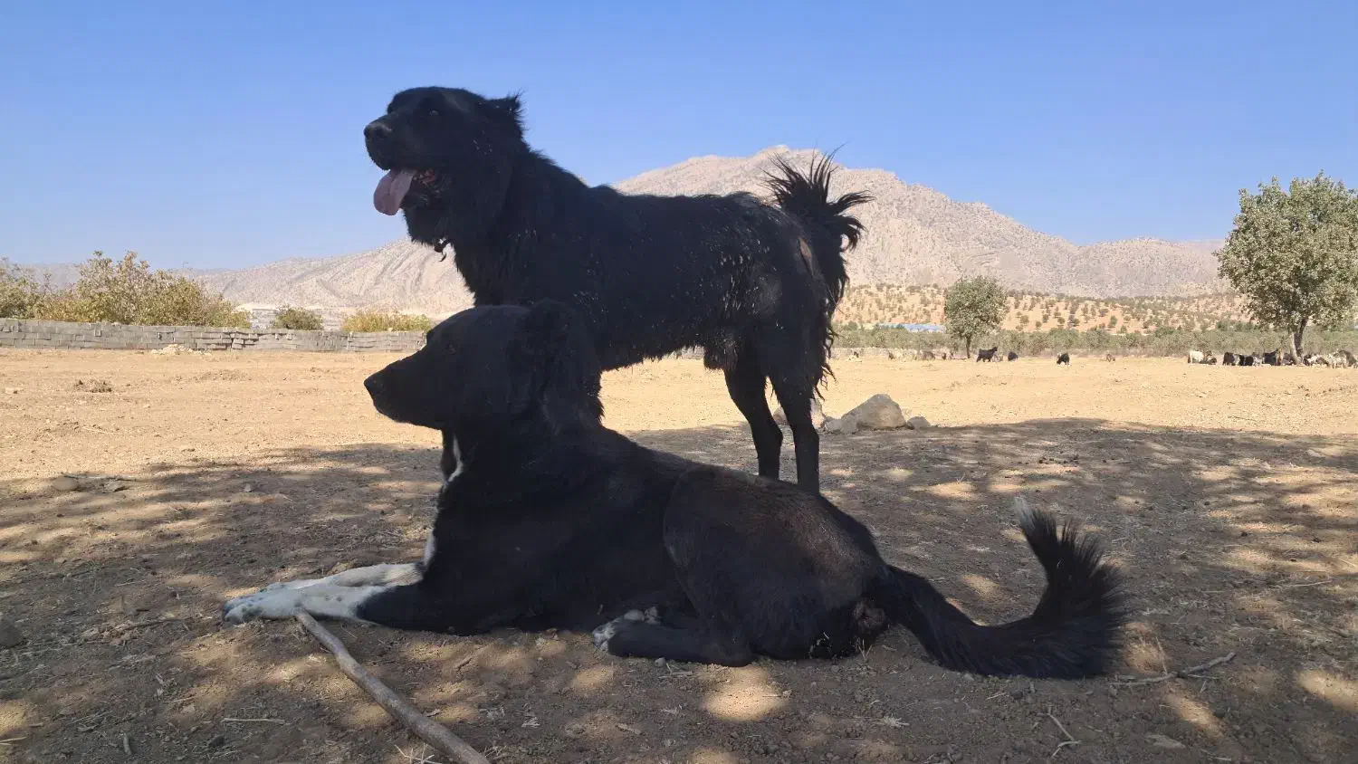 سگ قدر جون|سگ|لردگان, |دیوار