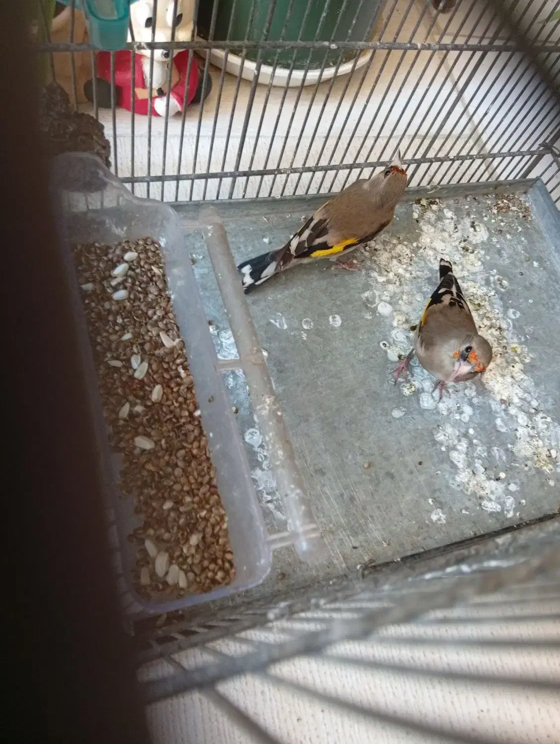 ماده سهره|پرنده|شیراز, کوشک میدان|دیوار