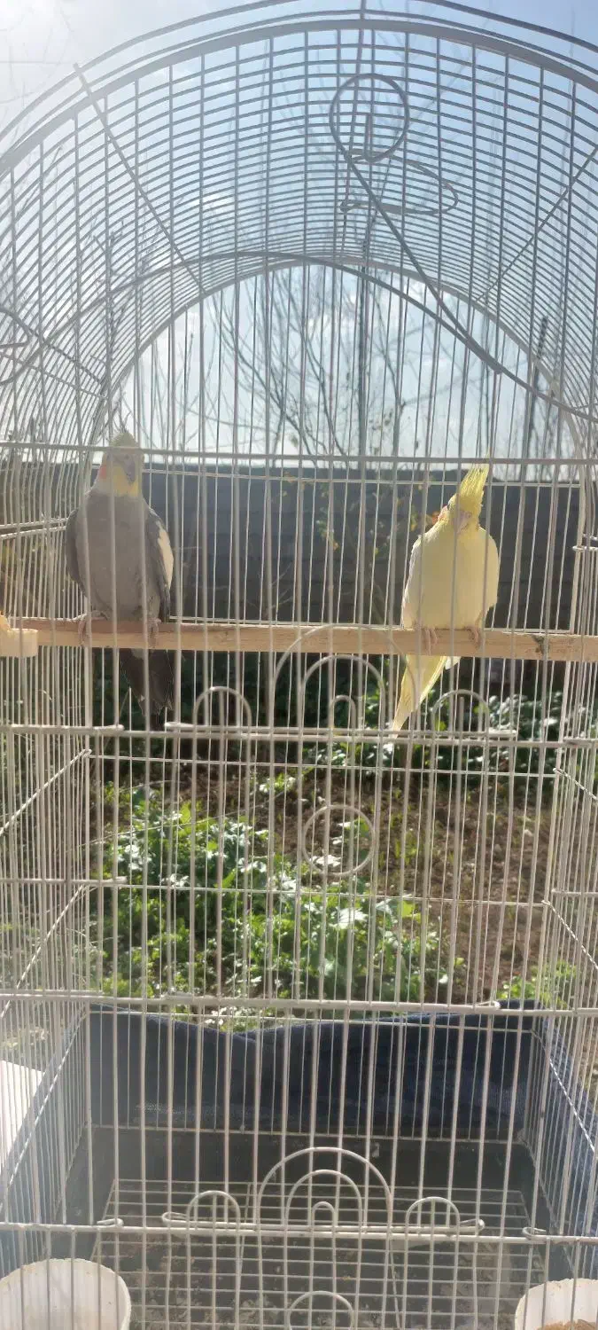 یک جفت عروس بالغ|پرنده|رشت, جانبازان|دیوار