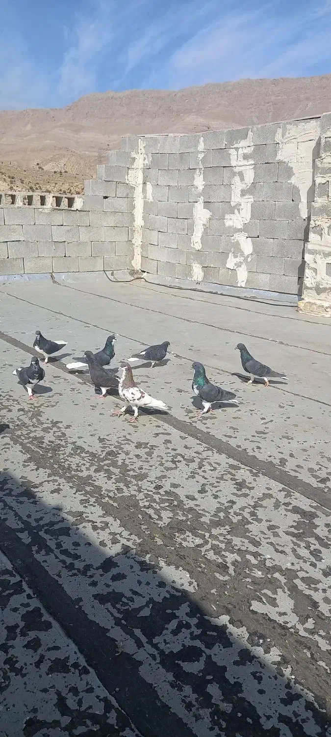 کفتر شهری|پرنده|شیراز, ویلاشهر|دیوار