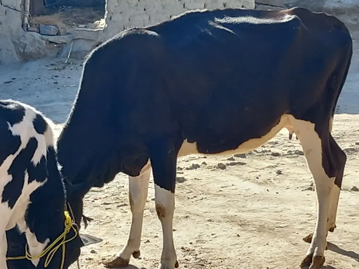 گاوماده وگوساله|حیوانات مزرعه|هیدوچ, |دیوار