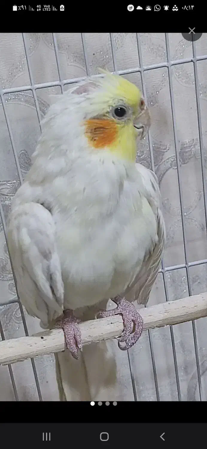 عذوس هلندی ماده چشم شرابی سالم اهلی|پرنده|اهر, |دیوار