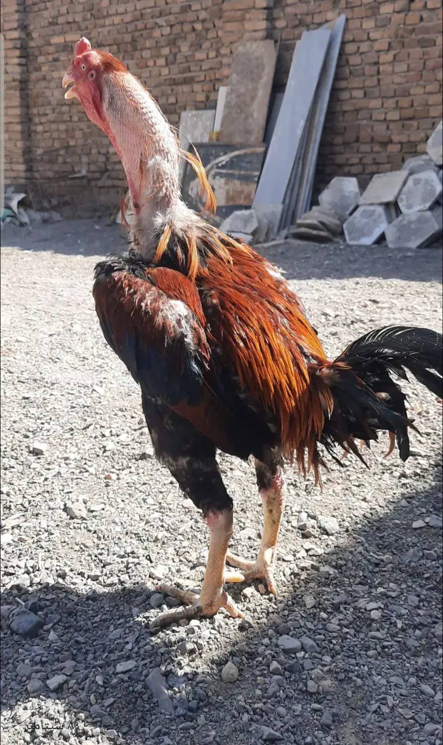 خروس لاری|حیوانات مزرعه|سبزوار, شهرک جهاد|دیوار