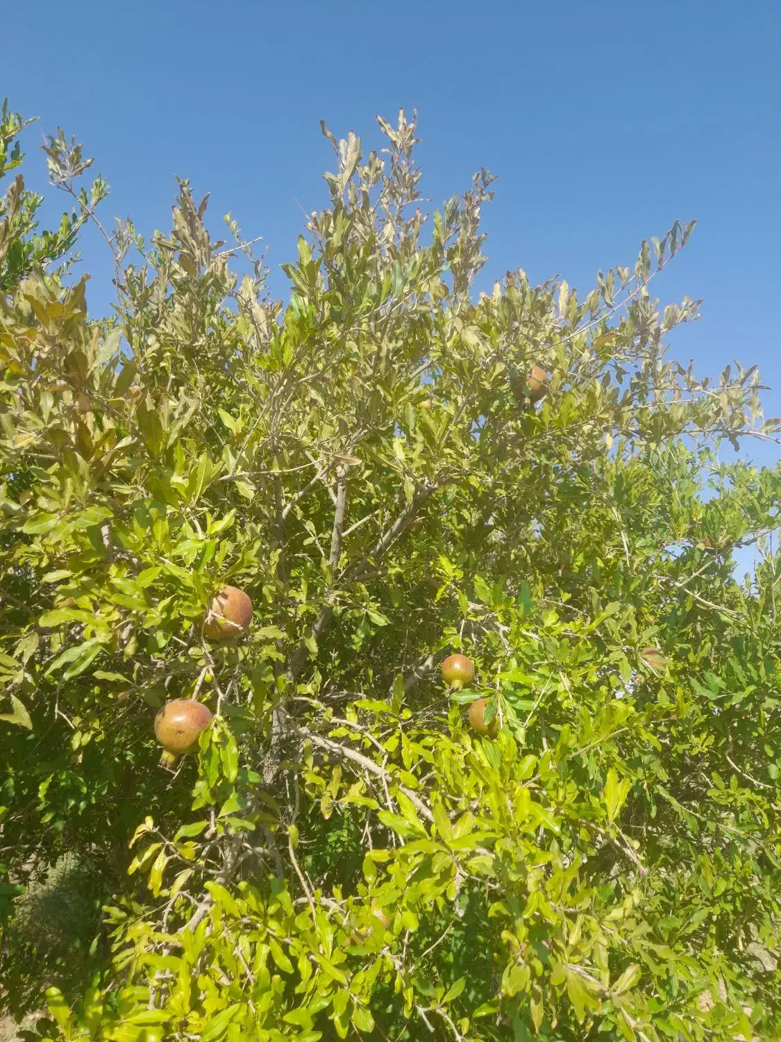 زمین کشاورزی  وباغی|فروش دفتر صنعتی، کشاورزی، تجاری|حبیب آباد, |دیوار