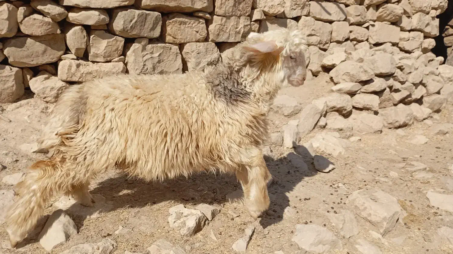 بره و میش|حیوانات مزرعه|اندیکا, |دیوار