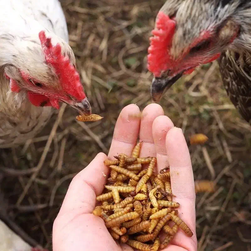 لارو خشک|لوازم جانبی حیوانات|ارومیه, |دیوار