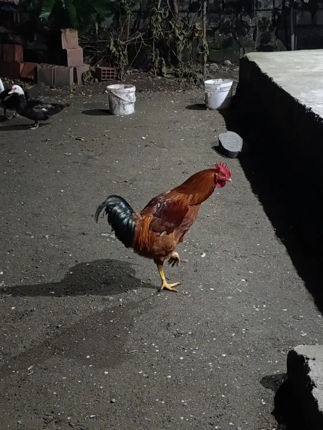 با سلام ۳عدد خروس واسه عدد اردک اسراییلی نر وماده|حیوانات مزرعه|لوندویل, |دیوار