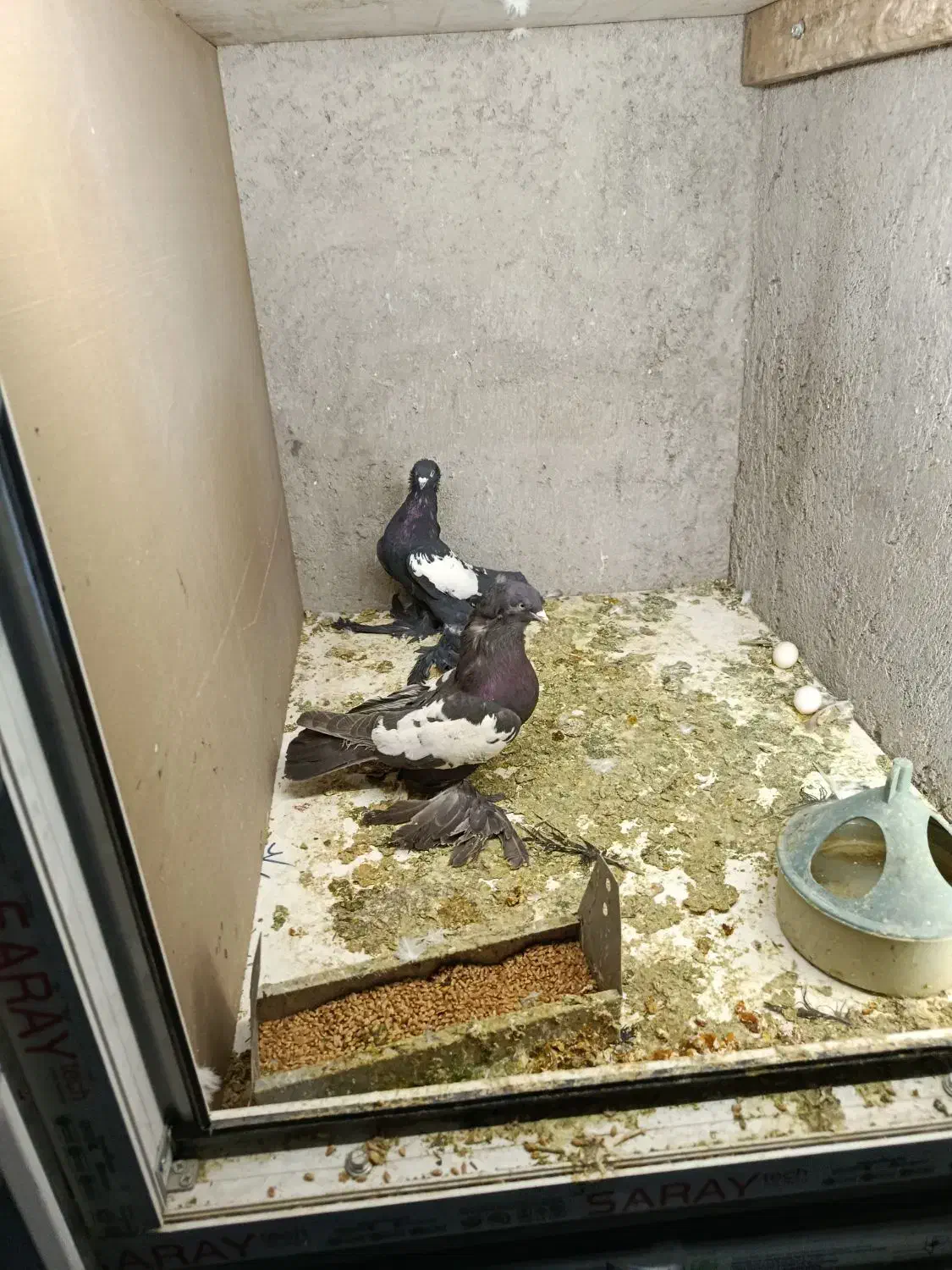 کبوتر|پرنده|تبریز, |دیوار