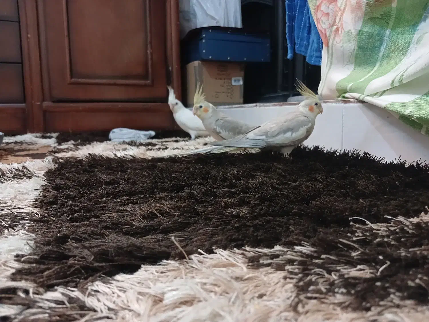 فروش عروس هلندی|پرنده|شیراز, کوشک میدان|دیوار