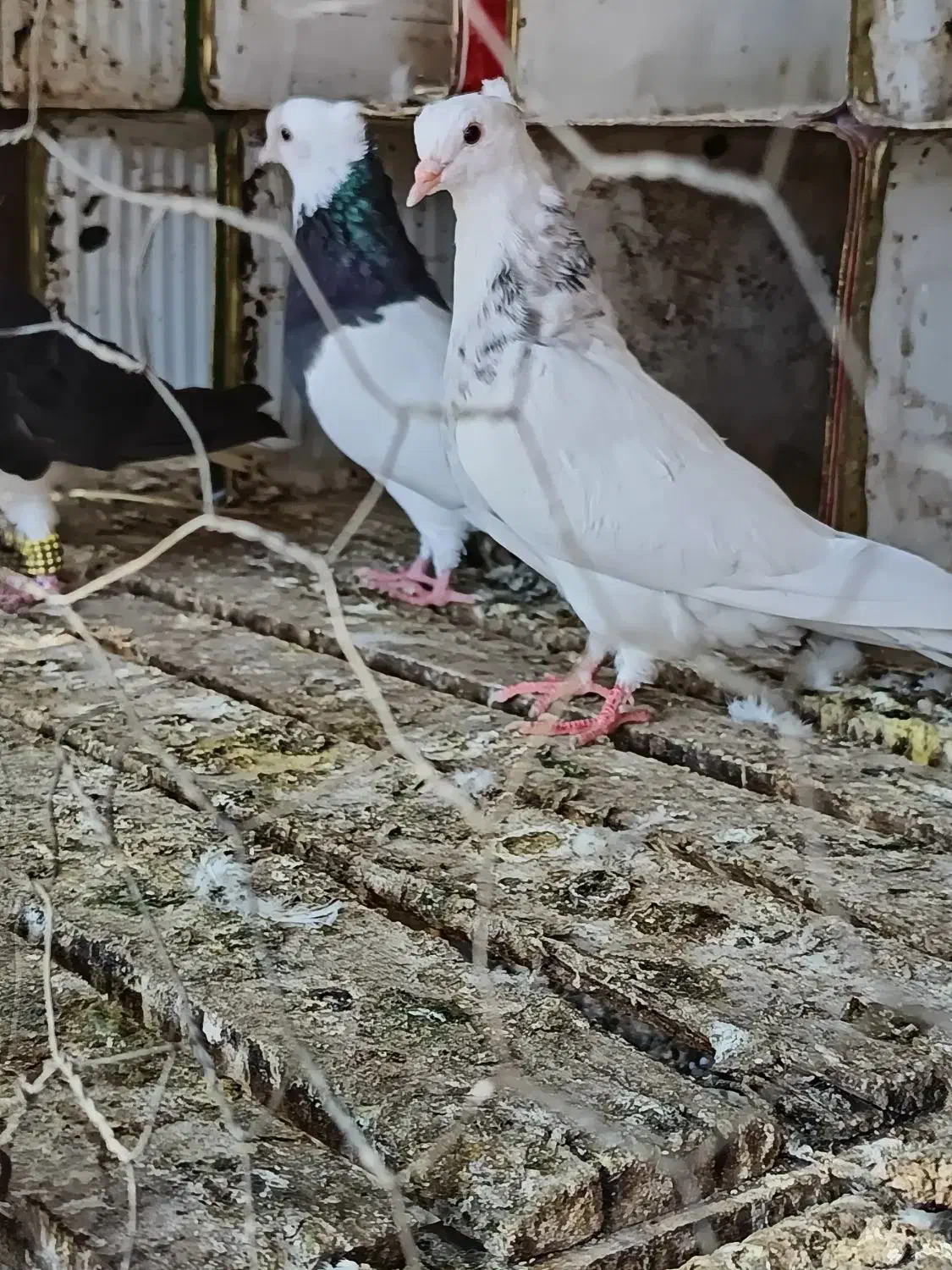 کبوتر طوقی|پرنده|گتوند, |دیوار