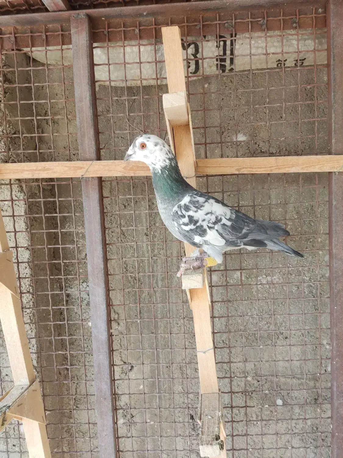 کفتر پلاکی فروشی|پرنده|مرودشت, ژیان|دیوار