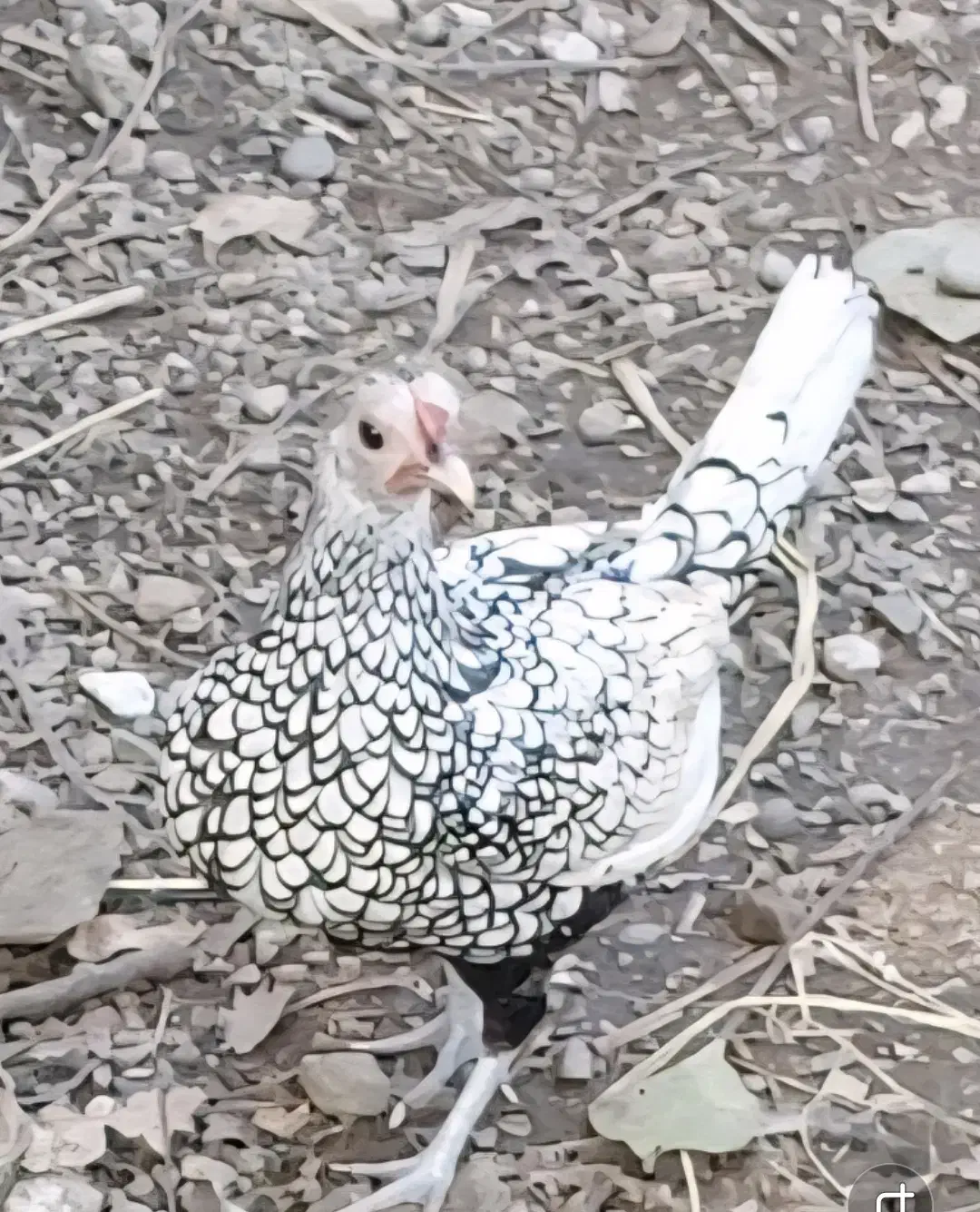 مرغ خروس سیبرایت (چینی)|حیوانات مزرعه|کوچصفهان, |دیوار