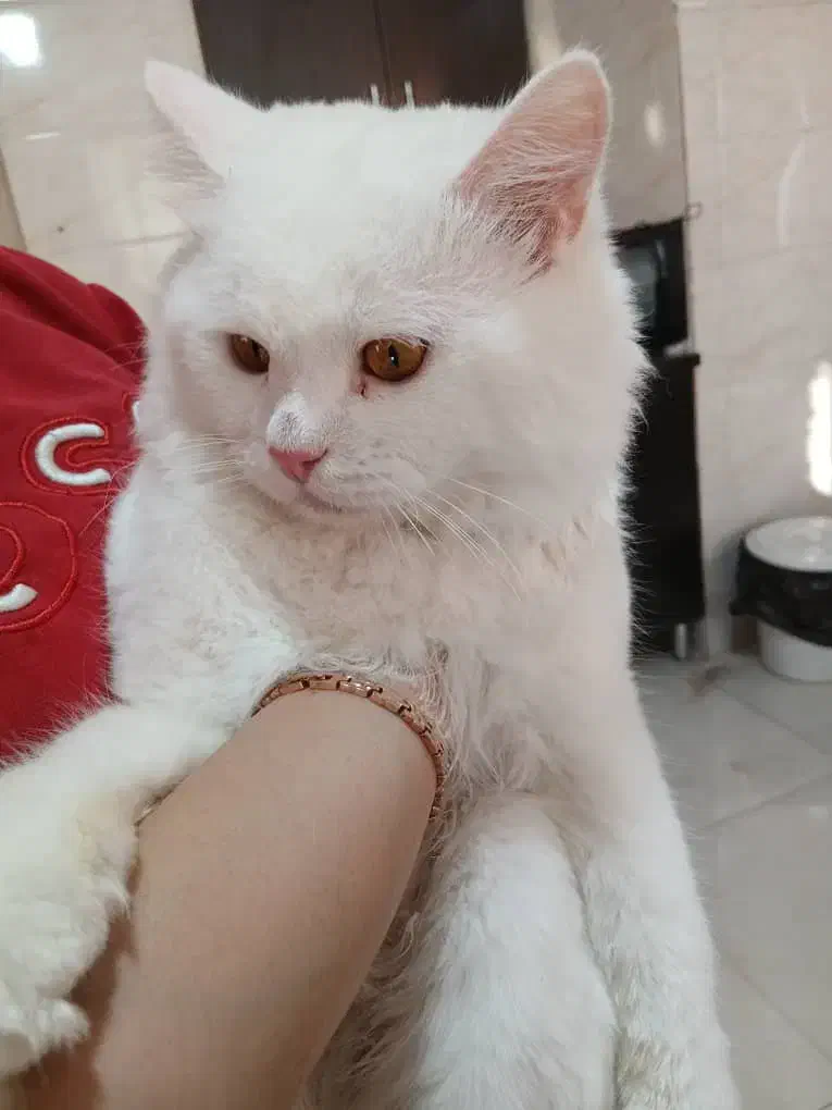 گربه پرشین واگذاری|گربه|فردوسیه, |دیوار