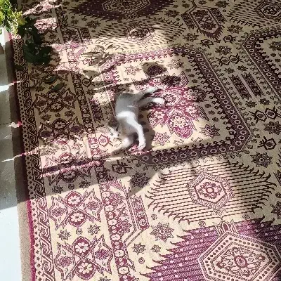 واگذاری گربه dsh ۲ ماهه|گربه|اصفهان, شهرک میلاد|دیوار