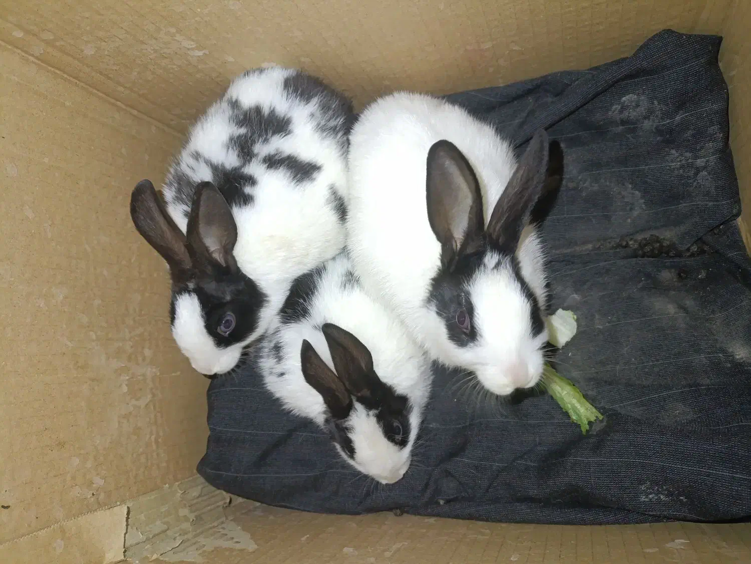 ((بچه خرگوش فارسان))|موش و خرگوش|فارسان, |دیوار