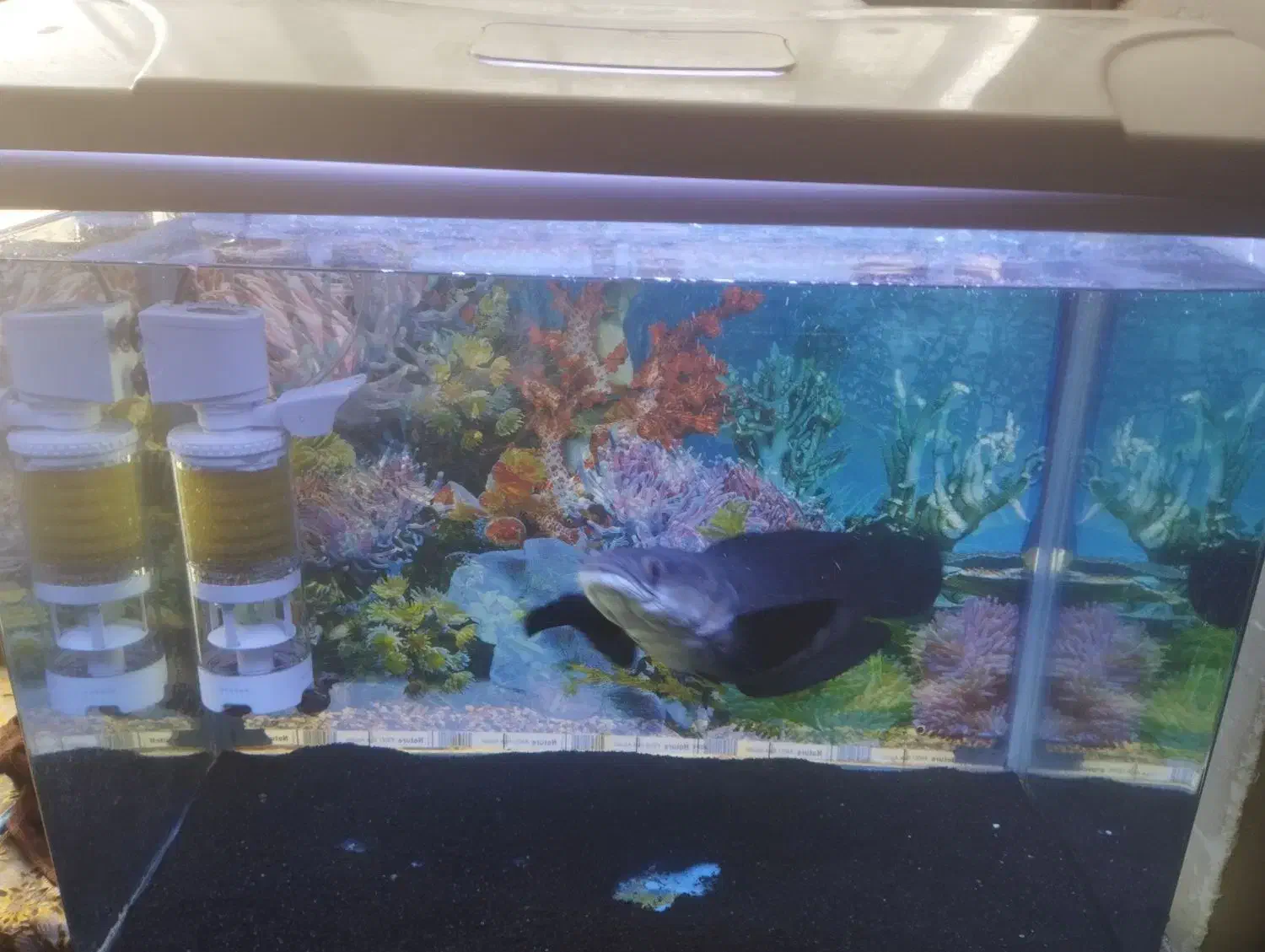 اکواریوم با ماهی چانا یلو مارو|ماهی|جیرفت, |دیوار