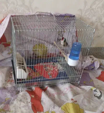 سهره نر|پرنده|محمدشهر, محمدشهر|دیوار