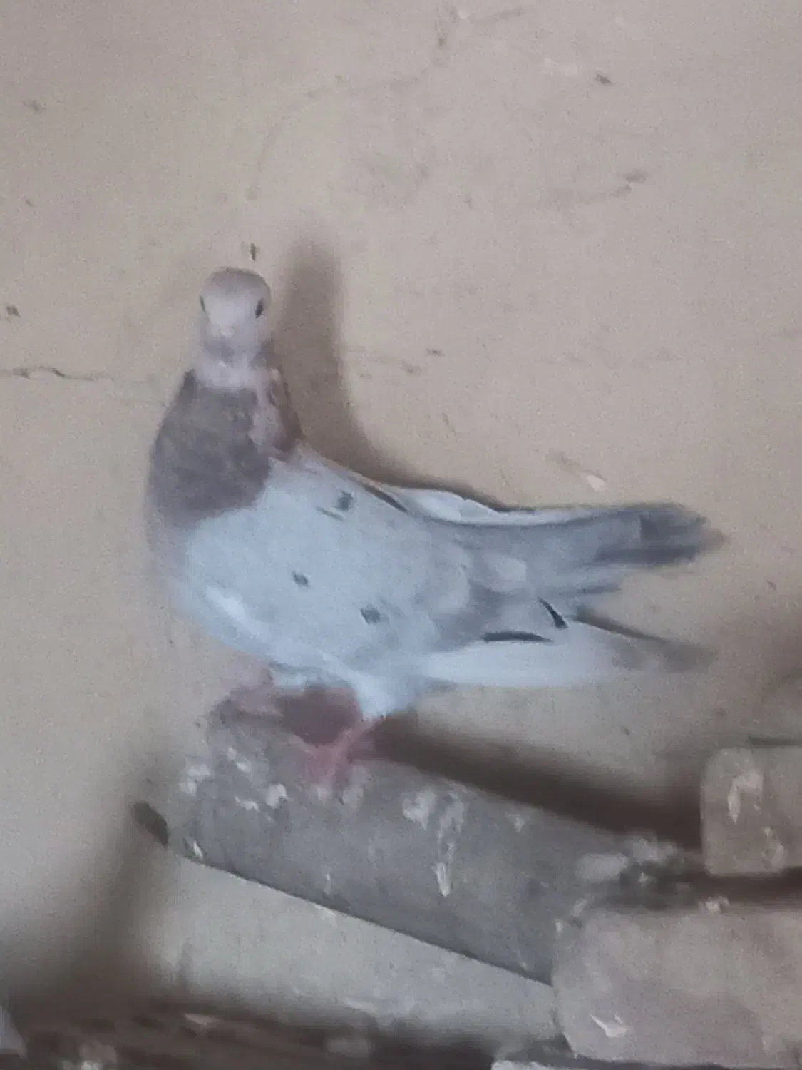 کبوتر|حیوانات|مسجد سلیمان, |دیوار