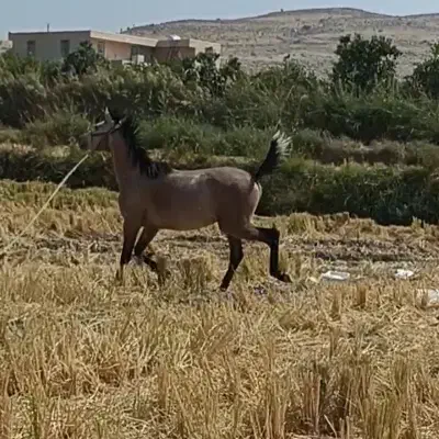 نریان کرد|اسب و تجهیزات اسب‌سواری|سورنا, |دیوار