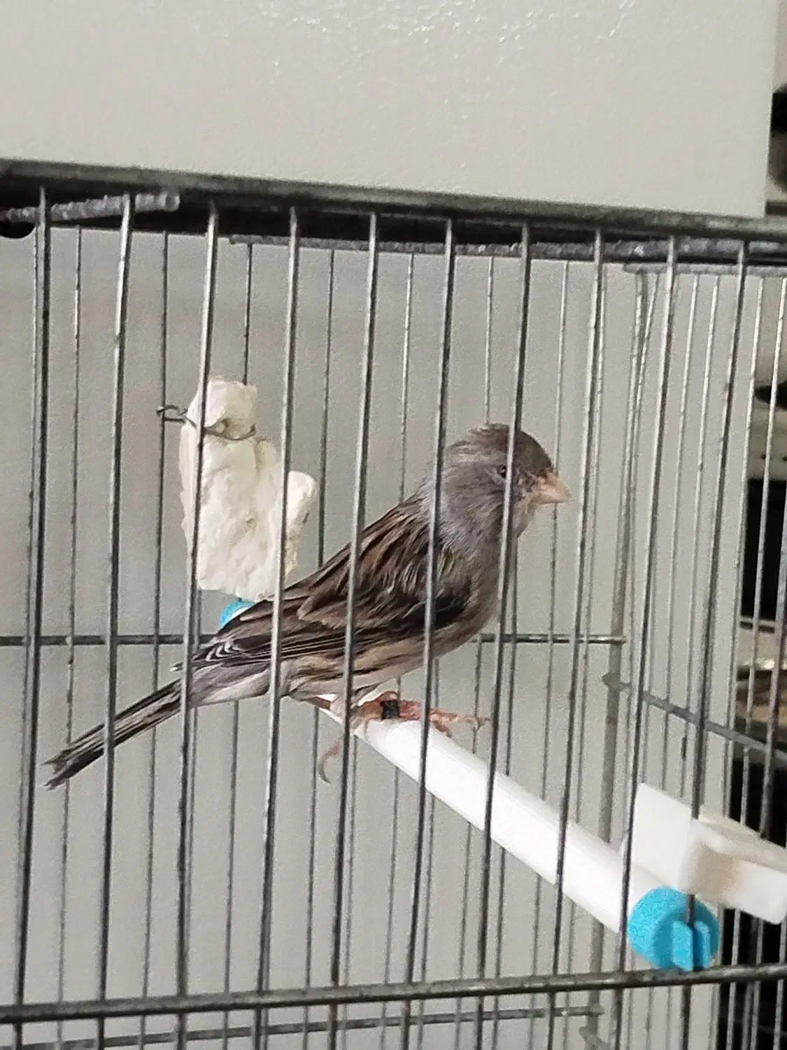 قناری زنگی مست|پرنده|تاکستان, |دیوار