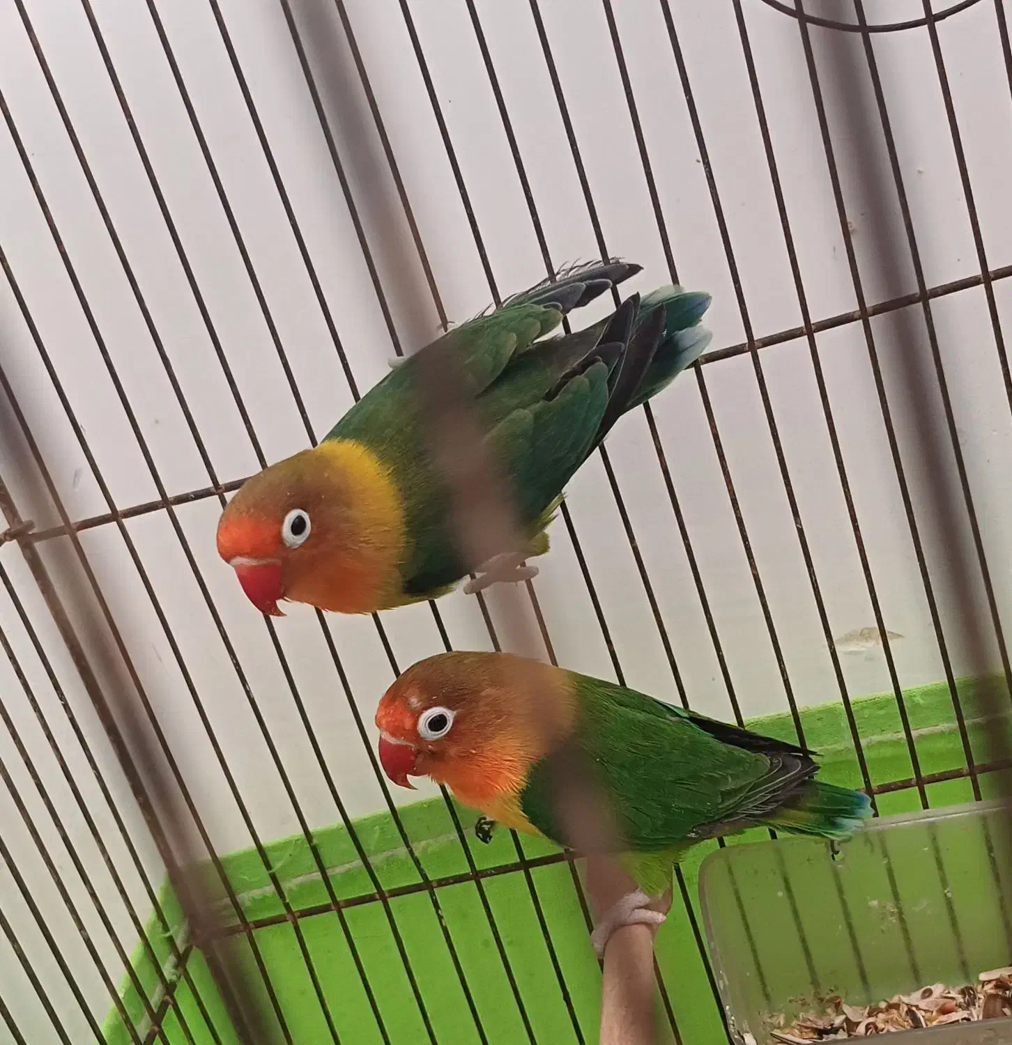 طوطی برزیلی جفت|پرنده|اهواز, کوی مهدیس|دیوار