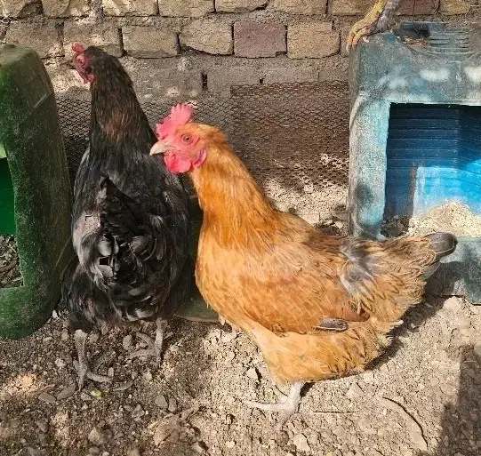 دوعدد مرغ تخم گذار|حیوانات مزرعه|مبارکه, |دیوار