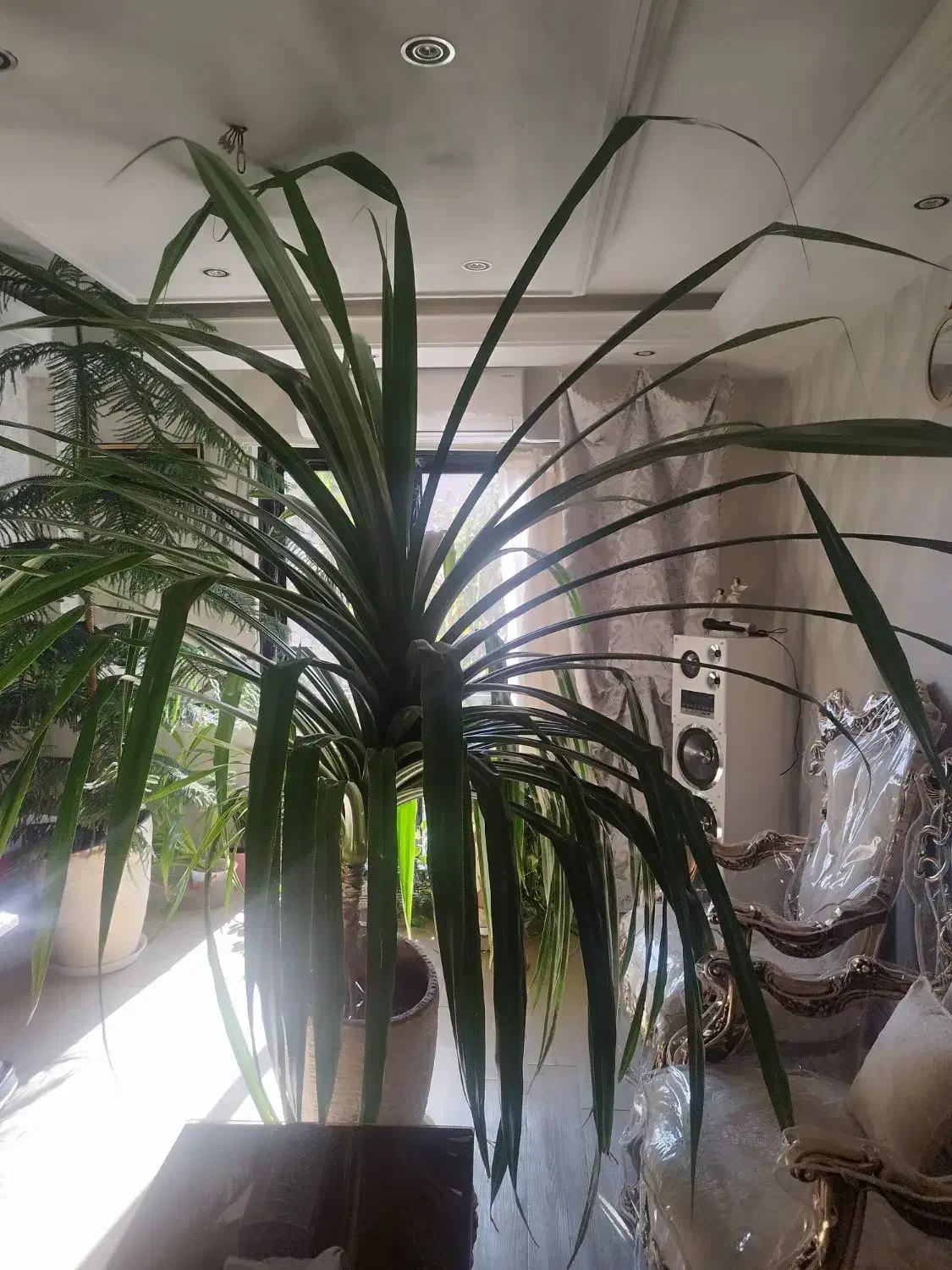 گل طبیعی بسیار بزرگ|گل و گیاه طبیعی|آبسرد, |دیوار