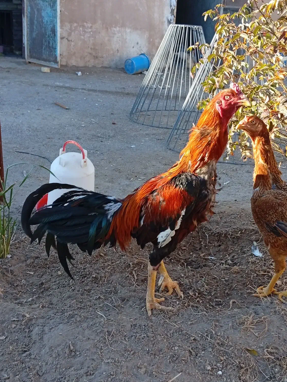 خروس لاری|پرنده|سیرجان, |دیوار