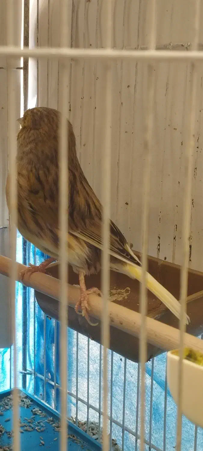 قناری نر و ماده|پرنده|اصفهان, جلالیه|دیوار