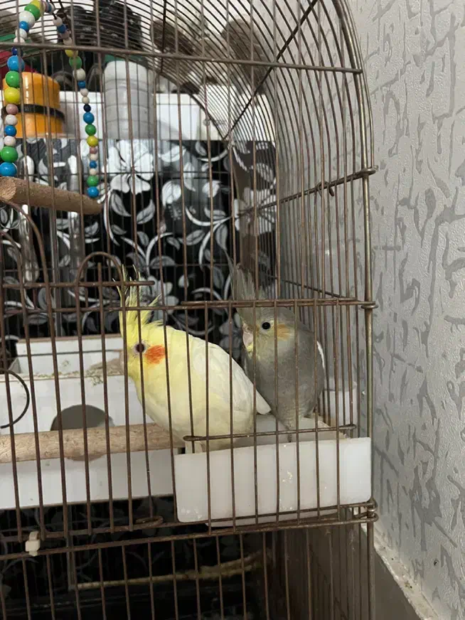 عروس هلندی ۵ ماهه نر و ماده|پرنده|پارس‌آباد, |دیوار