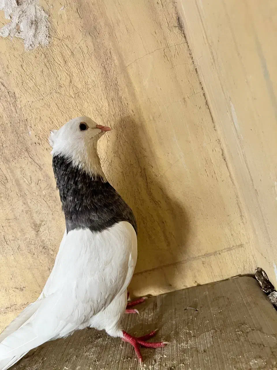 کبوتر طوقی نر|پرنده|خرمشهر, |دیوار