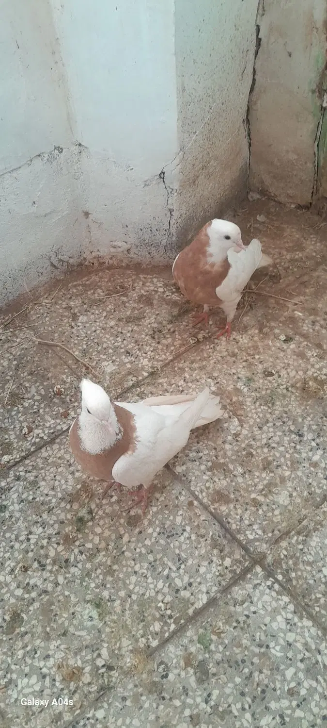 طوقی|پرنده|جلگه رخ, |دیوار