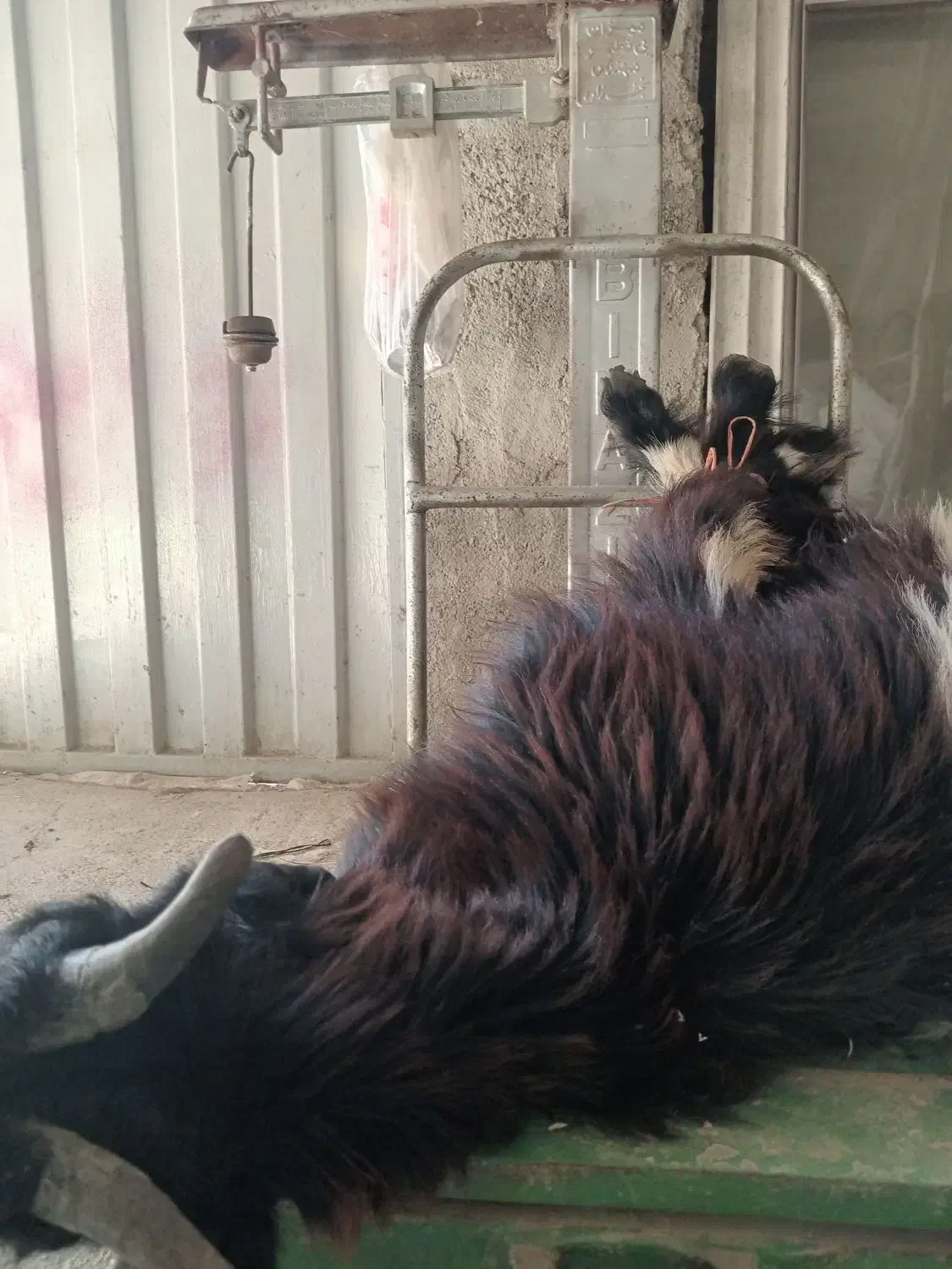 بزغاله نر|حیوانات مزرعه|گمیشان, |دیوار