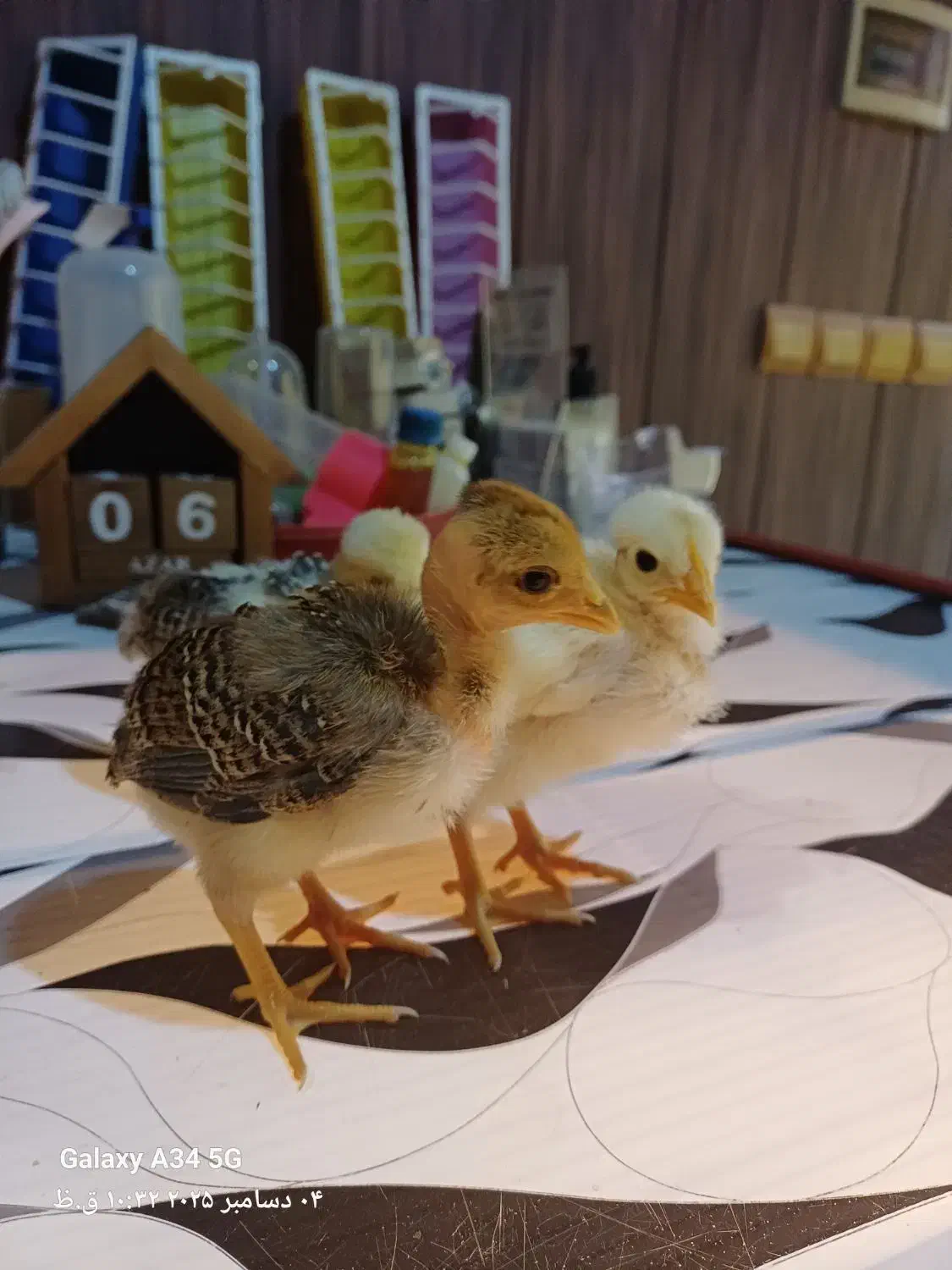 فروش جوجه|حیوانات مزرعه|لنگرود, |دیوار