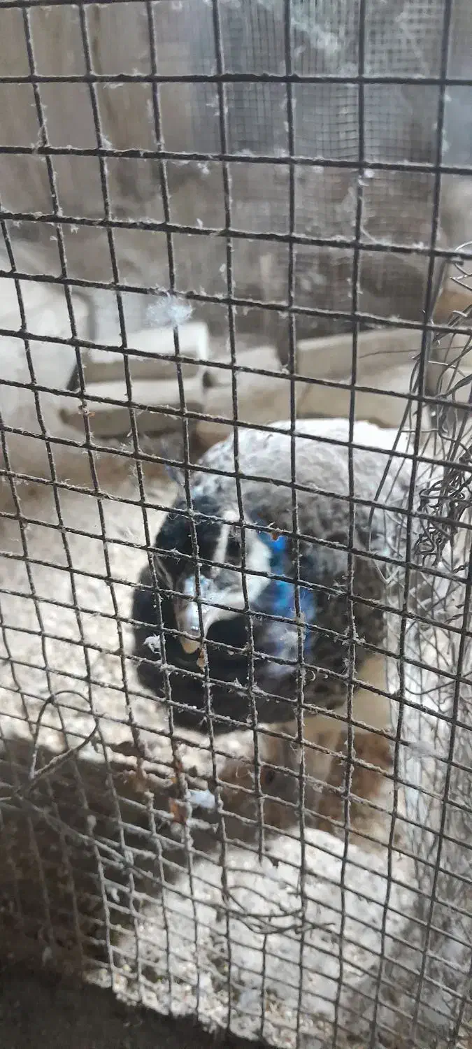 جوجه طاووس ۷ماهه|پرنده|ایرانشهر, |دیوار