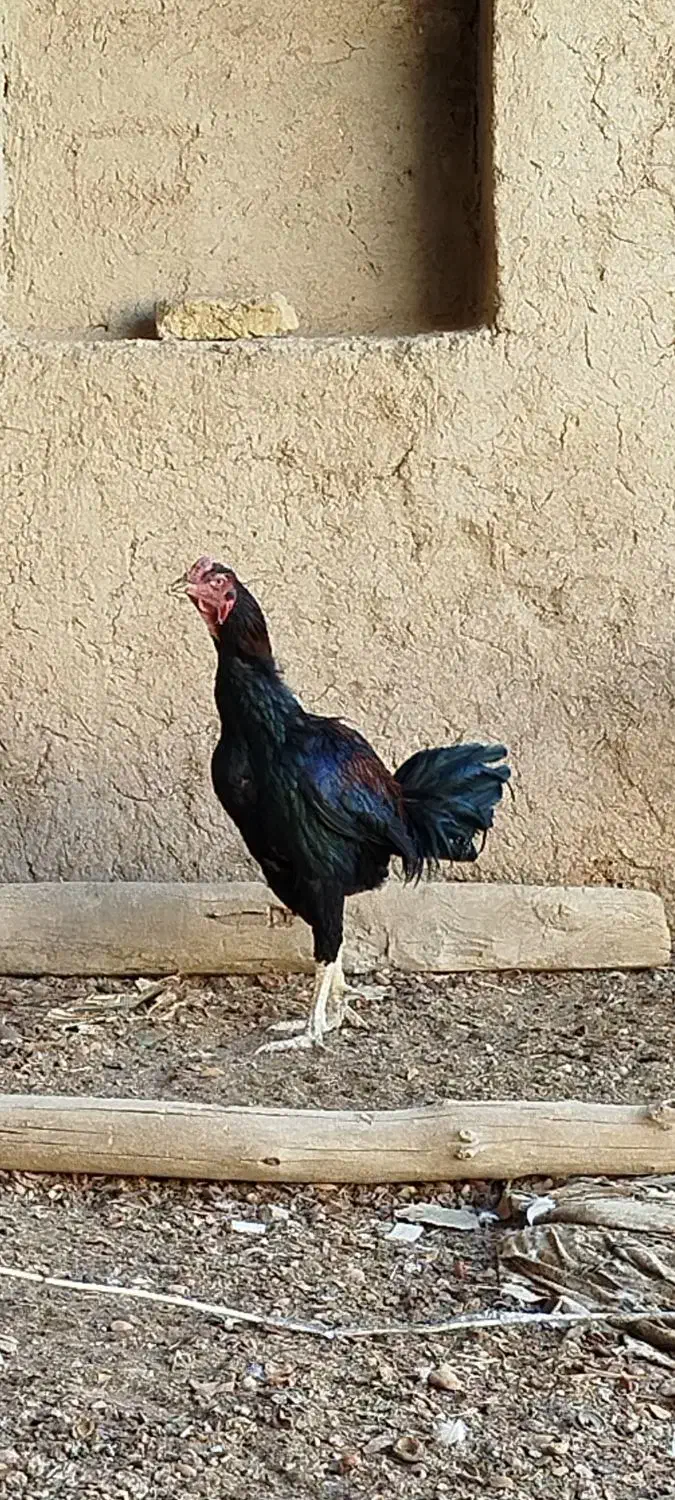 خروس لاری اصل|پرنده|تربتحیدریه, رجایی|دیوار