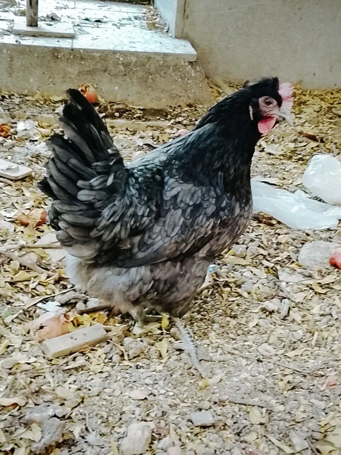 مرغ بومی|حیوانات مزرعه|اصفهان, بابوکان جنوبی|دیوار